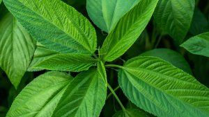 Carbon Sequestration Potential of Jute Jute Bags for Your Business