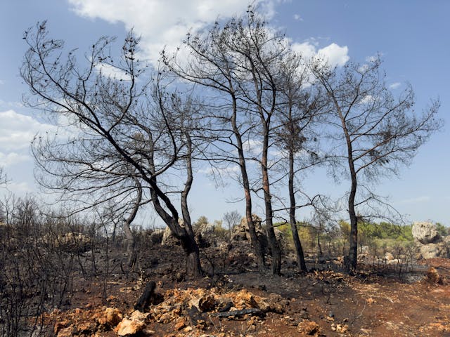 dead forest global warming climate change 